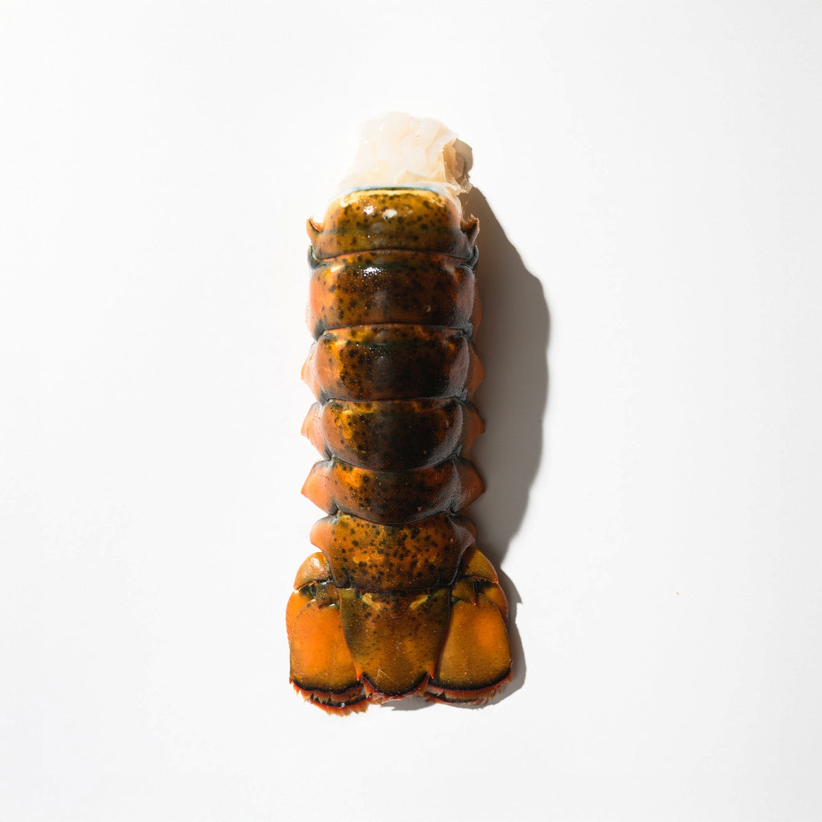 MAINE LOBSTER TAIL, SHELL ON , FLASH FROZEN