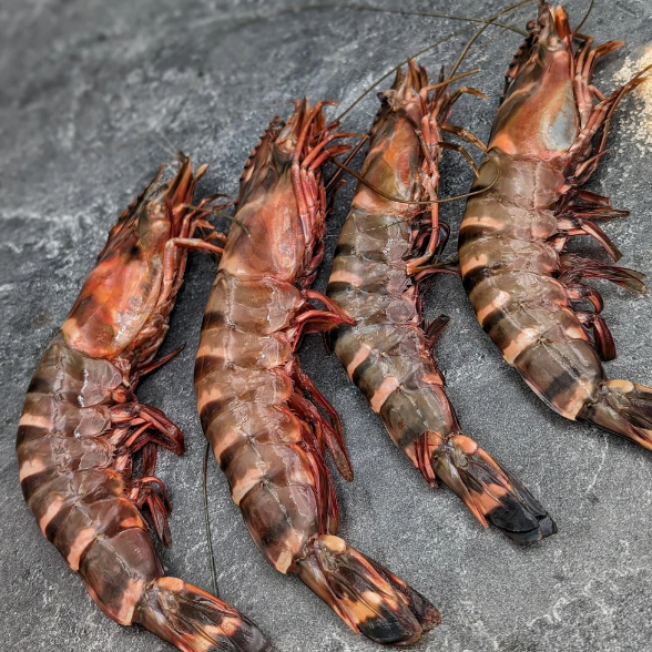 NIGERIAN TIGER PRAWNS, FROZEN, U3
