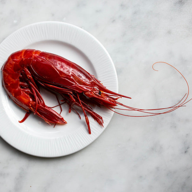 SPANISH CARABINERO PRAWNS